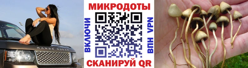 Купить закладки  Ефремов  Псилоцибиновые грибы мицелий 